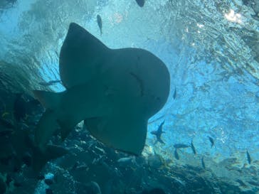 名古屋港水族館に投稿された画像（2023/9/18）