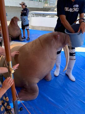 大分マリーンパレス水族館 「うみたまご」に投稿された画像（2023/9/18）