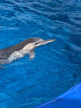 大分マリーンパレス水族館 「うみたまご」に投稿された画像（2023/9/18）