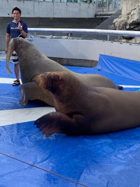 大分マリーンパレス水族館 「うみたまご」に投稿された画像（2023/9/18）