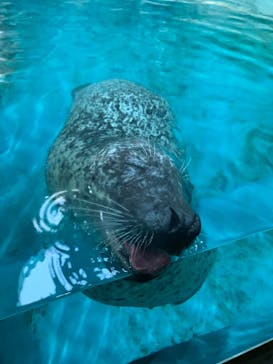 大分マリーンパレス水族館 「うみたまご」に投稿された画像（2023/9/18）