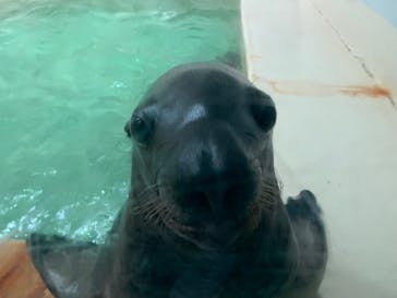 大分マリーンパレス水族館 「うみたまご」に投稿された画像（2023/9/18）