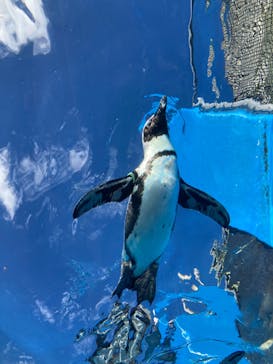 サンシャイン水族館に投稿された画像（2023/9/18）
