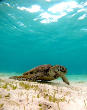 宮古島 ADVENTURE PiPi（ミヤコジマ アドベンチャー ピピ）に投稿された画像（2023/9/18）