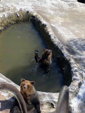 のぼりべつクマ牧場に投稿された画像（2023/9/18）