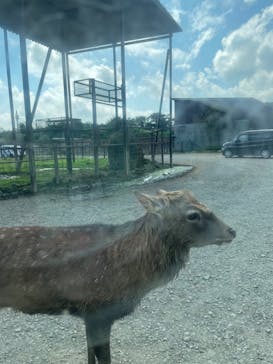 東北サファリパークに投稿された画像（2023/9/18）