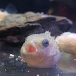 新江ノ島水族館に投稿された画像（2023/9/18）