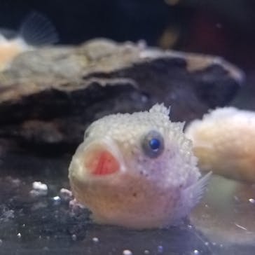 新江ノ島水族館に投稿された画像（2023/9/18）