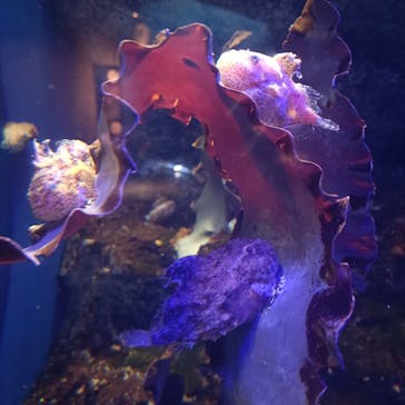 新江ノ島水族館に投稿された画像（2023/9/18）