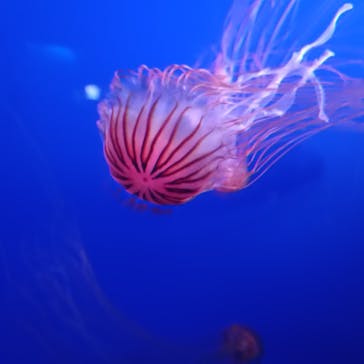 新江ノ島水族館に投稿された画像（2023/9/18）