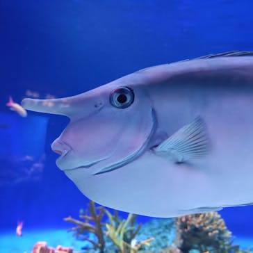 新江ノ島水族館に投稿された画像（2023/9/18）