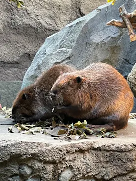 神戸どうぶつ王国に投稿された画像（2023/9/18）