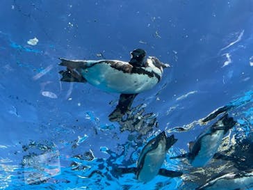 サンシャイン水族館に投稿された画像（2023/9/18）