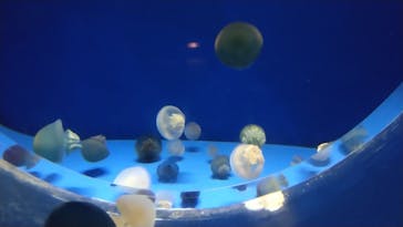 アクアワールド茨城県大洗水族館に投稿された画像（2023/9/18）