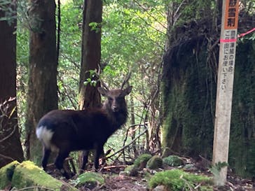 アウトドア屋久島ガイドシステムに投稿された画像（2023/9/18）