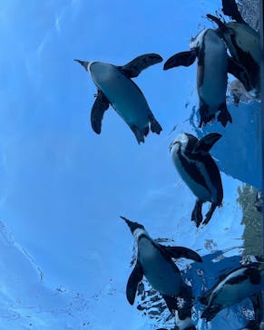 サンシャイン水族館に投稿された画像（2023/9/18）