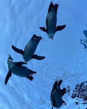 サンシャイン水族館に投稿された画像（2023/9/18）