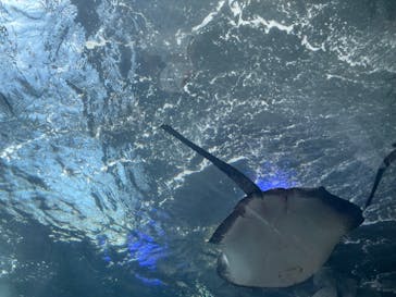 新江ノ島水族館に投稿された画像（2023/9/18）