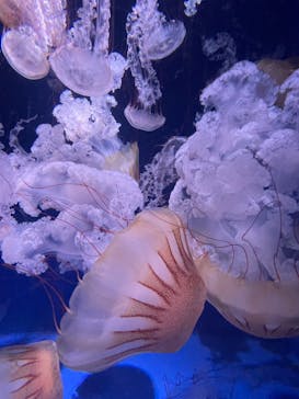 新江ノ島水族館に投稿された画像（2023/9/18）