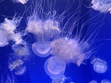 新江ノ島水族館に投稿された画像（2023/9/18）