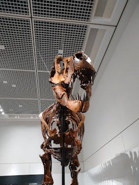 大阪市立自然史博物館に投稿された画像（2023/9/18）