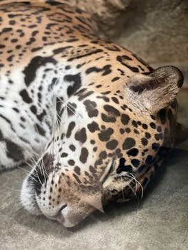 静岡市立日本平動物園に投稿された画像（2023/9/18）