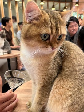 猫カフェモカ　秋葉原店に投稿された画像（2023/9/18）