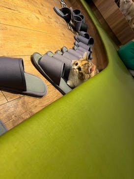 猫カフェモカ　秋葉原店に投稿された画像（2023/9/18）