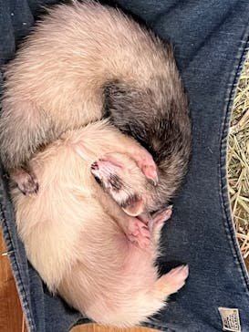 Moff animal cafe イオンモール幕張新都心店に投稿された画像（2023/9/18）