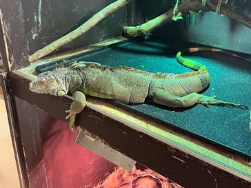 Moff animal cafe イオンモール幕張新都心店に投稿された画像（2023/9/18）