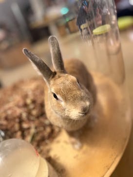 Moff animal cafe イオンモール幕張新都心店に投稿された画像（2023/9/18）