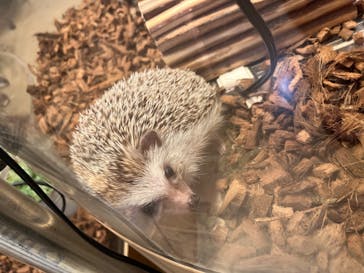 Moff animal cafe イオンモール幕張新都心店に投稿された画像（2023/9/18）