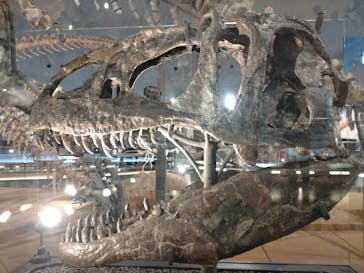 福井県立恐竜博物館に投稿された画像（2023/9/18）