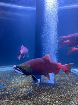 サケのふるさと 千歳水族館に投稿された画像（2023/9/18）