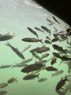 サケのふるさと 千歳水族館に投稿された画像（2023/9/18）