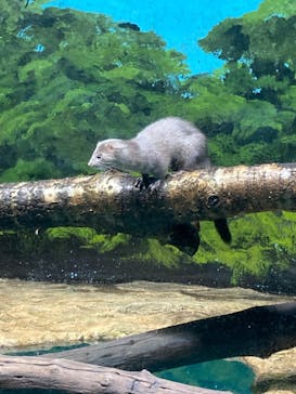 サケのふるさと 千歳水族館に投稿された画像（2023/9/18）