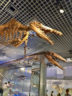 国立科学博物館に投稿された画像（2023/9/18）