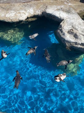アクアワールド茨城県大洗水族館に投稿された画像（2023/9/18）