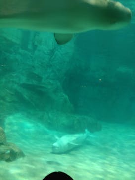 名古屋港水族館に投稿された画像（2023/9/18）