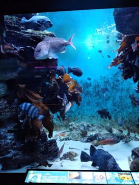 下田海中水族館に投稿された画像（2023/9/19）