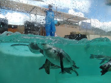 下田海中水族館に投稿された画像（2023/9/19）