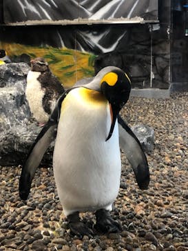 越前松島水族館に投稿された画像（2023/9/19）