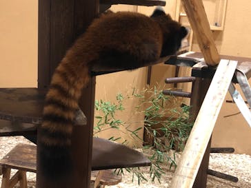 静岡市立日本平動物園に投稿された画像（2023/9/19）