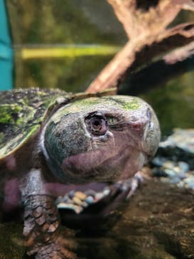 世界淡水魚園水族館　アクア・トトぎふに投稿された画像（2023/9/19）