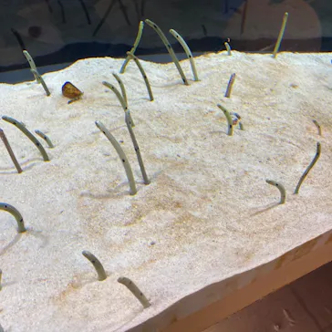 すみだ水族館に投稿された画像（2023/9/19）