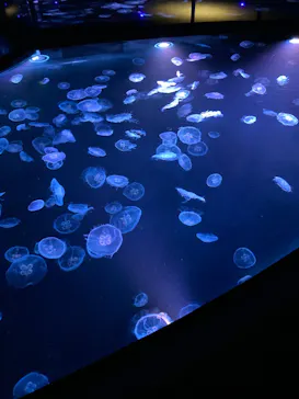 すみだ水族館に投稿された画像（2023/9/19）