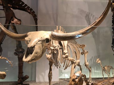 国立科学博物館に投稿された画像（2023/9/19）