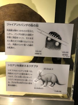 国立科学博物館に投稿された画像（2023/9/19）