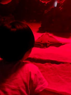 サンシャイン水族館に投稿された画像（2023/9/19）