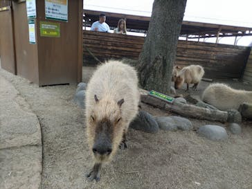 那須どうぶつ王国に投稿された画像（2023/9/19）